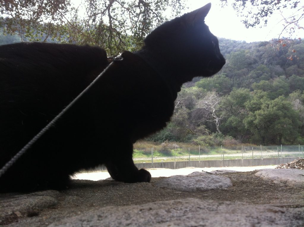 Bear the Kung Fu Cowboy Cat
